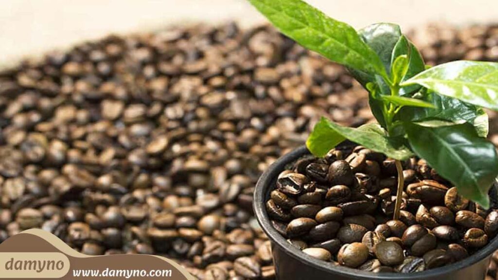 آموزش کاشت گیاه قهوه در آپارتمان